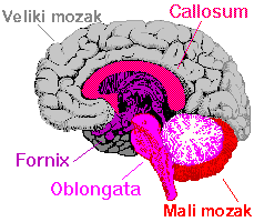 brain